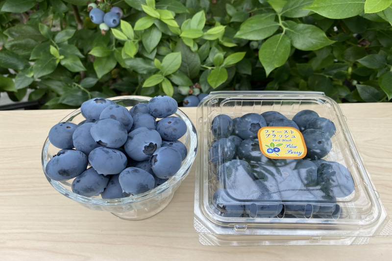 ブルーベリー生果実 ファーストブラッシュ